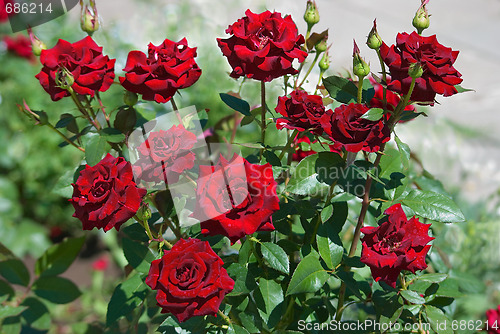 Image of Bush of roses