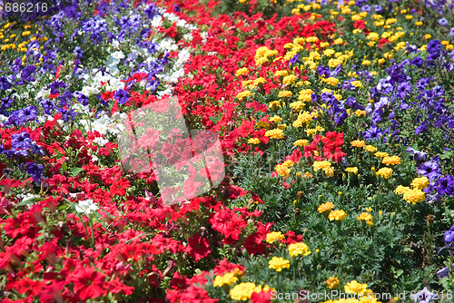 Image of Flower glade