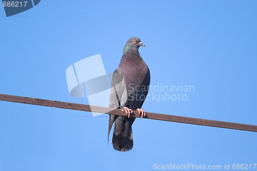 Image of Pigeon