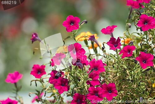 Image of Red flowers (petunia)