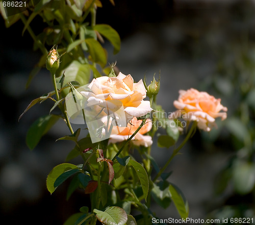 Image of Yellow roses