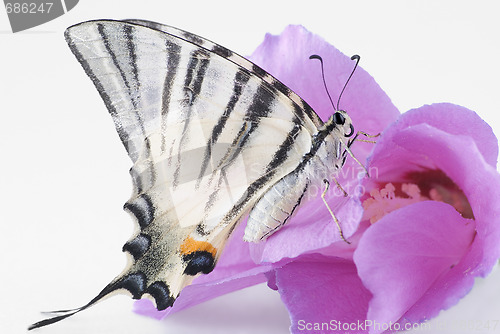 Image of The butterfly