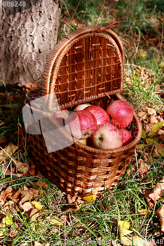 Image of Apples in a basket