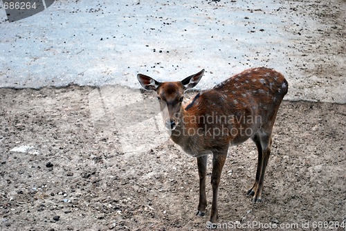 Image of Losted Deer