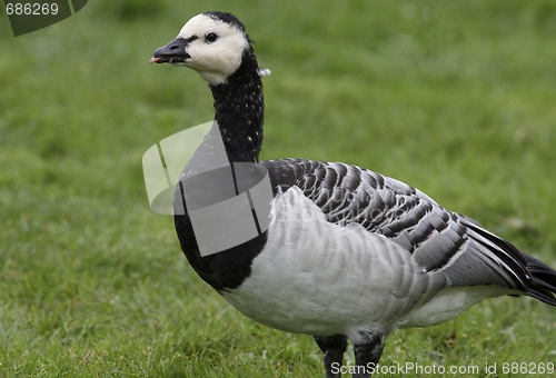 Image of Barnacle Goose. 