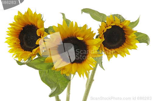 Image of Sunflowers