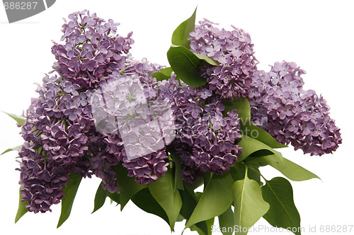 Image of Syringa