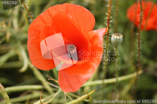 Image of Poppy