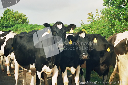 Image of cows