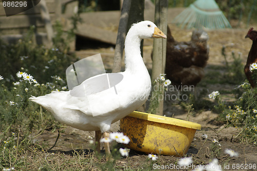 Image of Goose