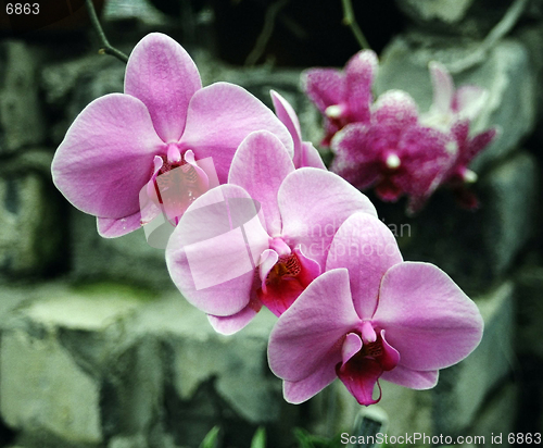 Image of rose orchid