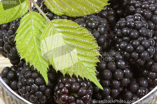 Image of Blackberries