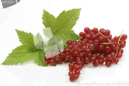 Image of Red currants