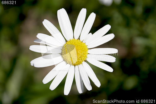 Image of Daisy