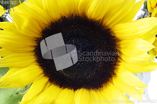 Image of Sunflower