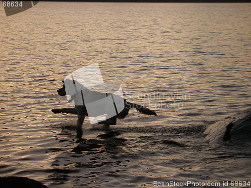 Image of dog on the water