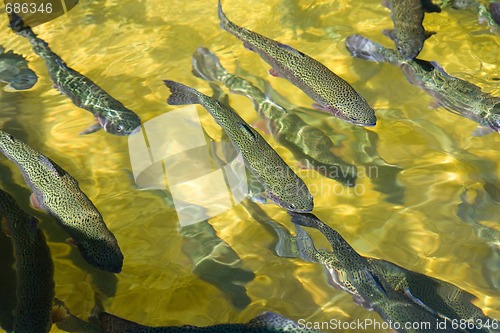 Image of trout