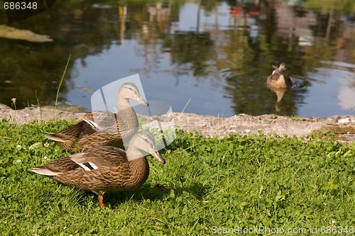 Image of ducks by the pond