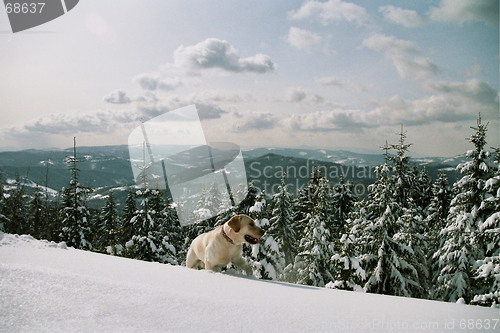 Image of dog on the snow