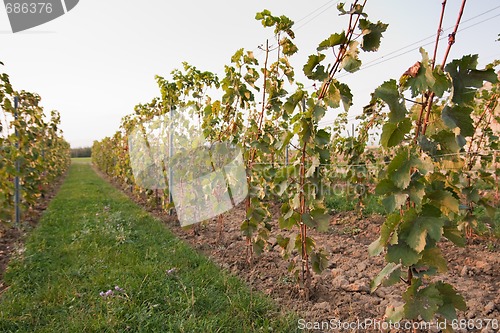 Image of vineyard