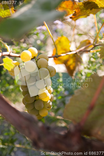 Image of green grapes