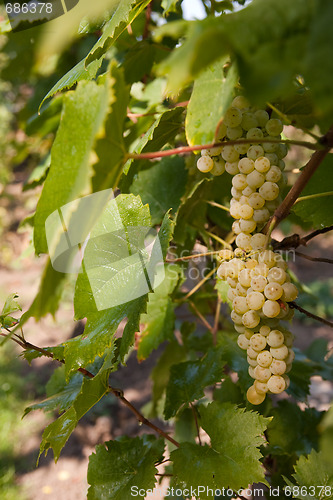 Image of green grapes