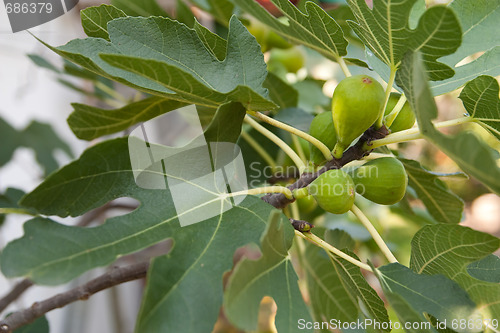 Image of fig tree