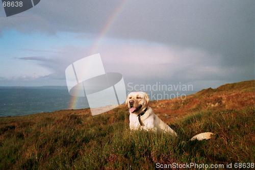 Image of dog with rainbow