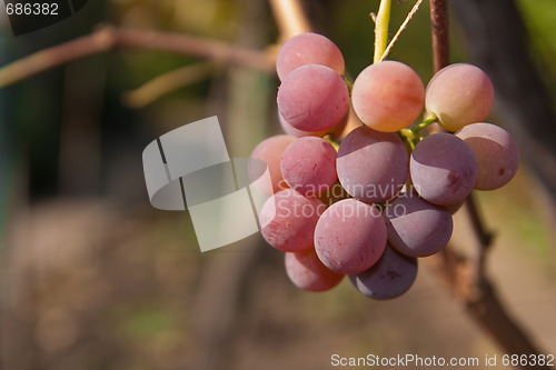 Image of vine grape rose