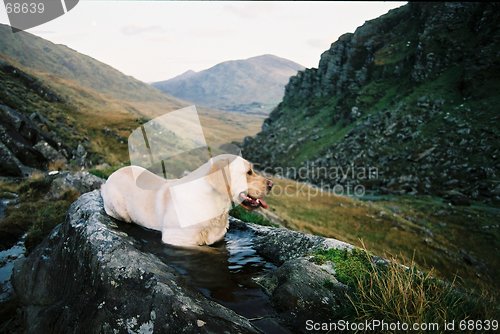 Image of dog in the water