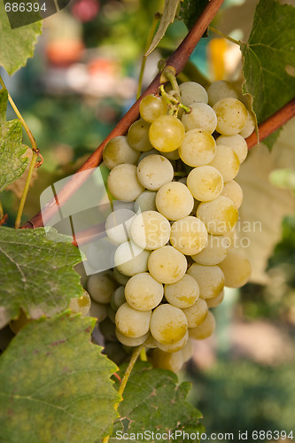 Image of green grapes