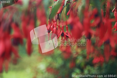 Image of fuchsia