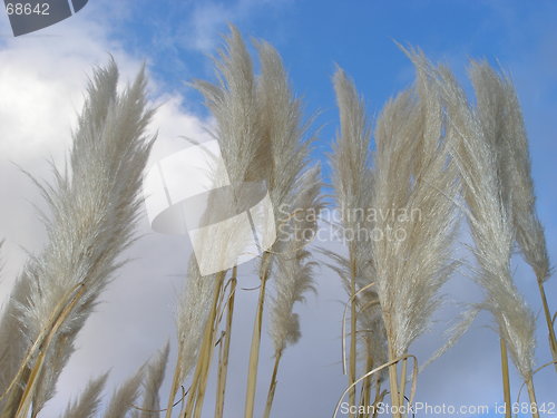 Image of grass