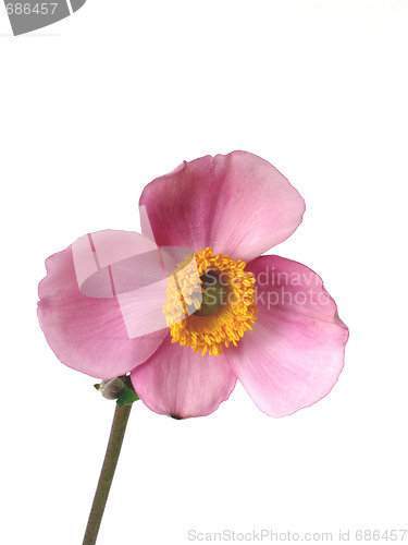 Image of flower