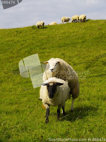 Image of sheep on pasture