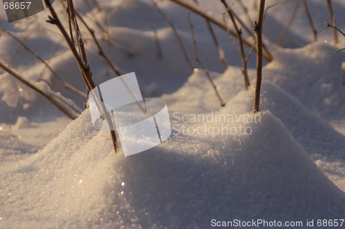Image of Gras in the snow