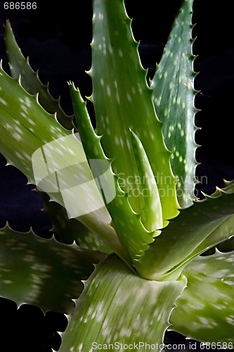 Image of Aloe Vera (Aloe Barbadensis Miller)