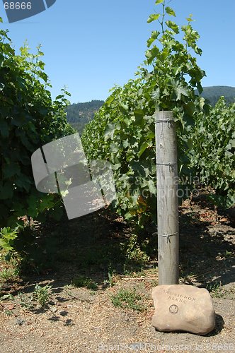 Image of California vineyard