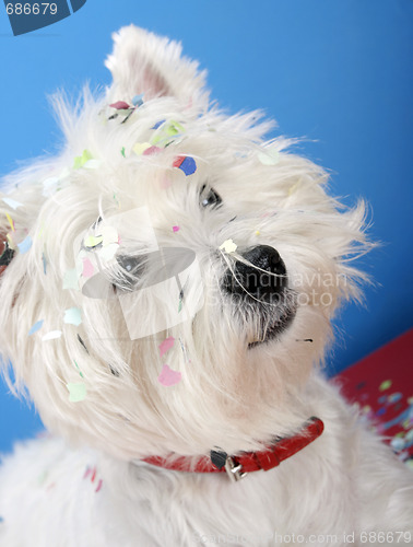 Image of Dog party