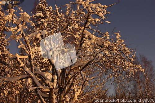 Image of Winter tree