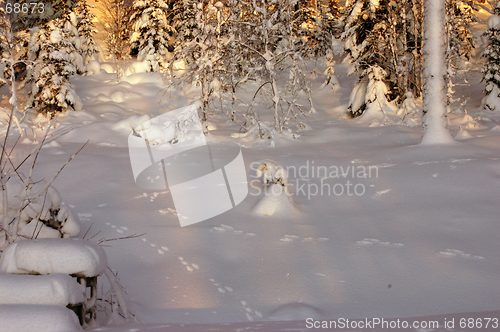 Image of Rabbit trace in the snow