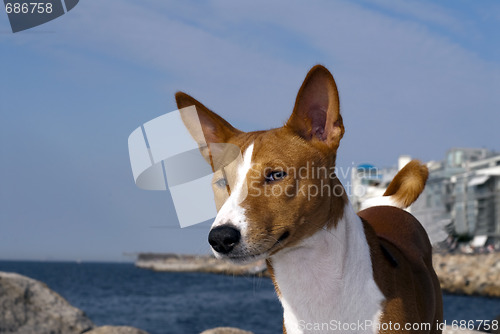 Image of Basenji Dog