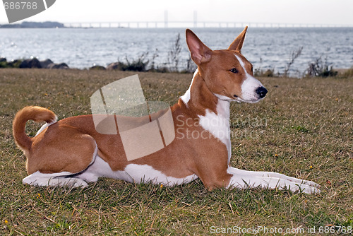 Image of Basenji Dog