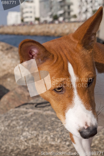 Image of Basenji Dog