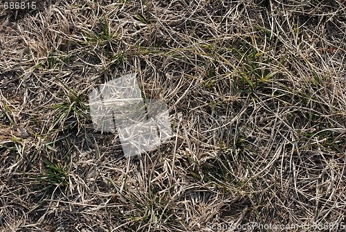 Image of Dry Grass