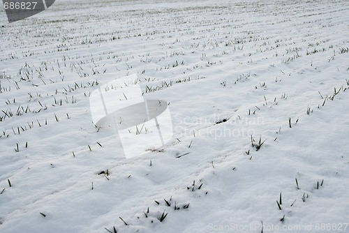 Image of Snowy field