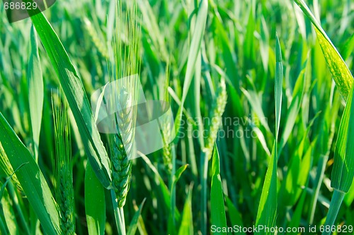 Image of Wheat