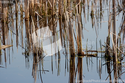 Image of Swamp