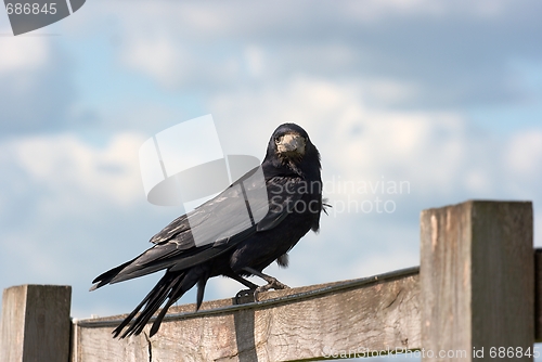 Image of Crow