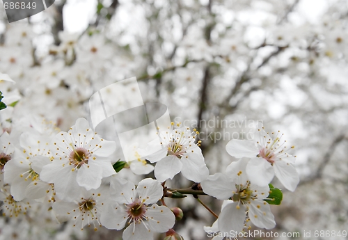 Image of Flowers